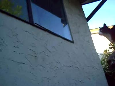 кошачий паркур