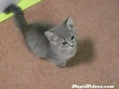 Покормите...