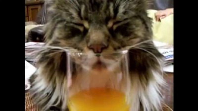 Кот налупился отвёртки.