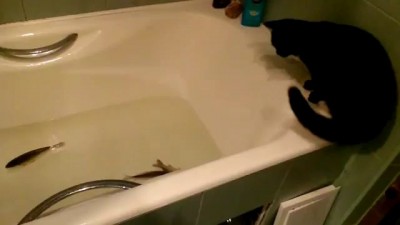 кот с рыбками