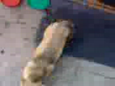 Супер щенок на движухе