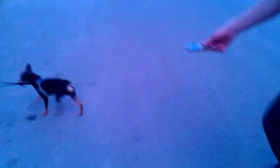 Собакен VS Мобильник