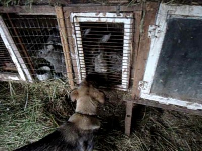 Собака и кролики