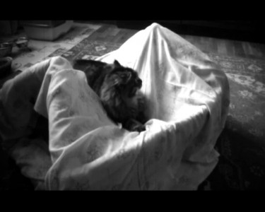 Кошка-монстр