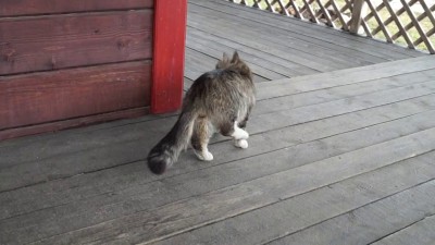 Кот, обученный лошадиной выездке