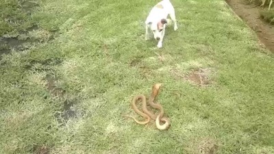Бесстрашный пес Jack Russell vs Cape Cobra