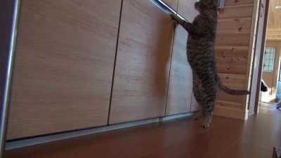 Кошачья взаимовыручка