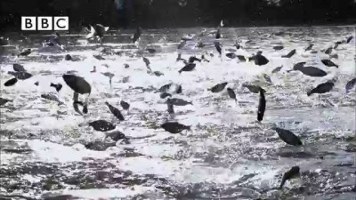 Thousands of fish leap out of water at same time!