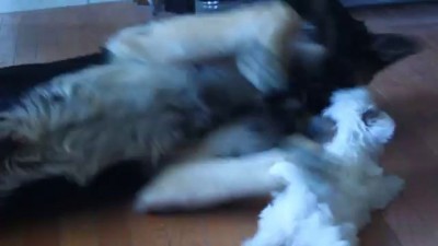 German Shepherd entertains tiny puppy