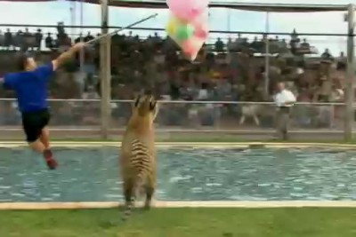 Купание с тиграми