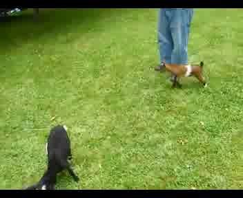 Весёлый козлёнок