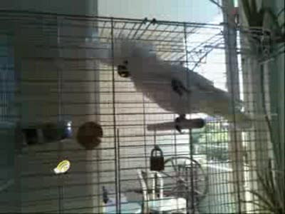 Попугай металюга=)