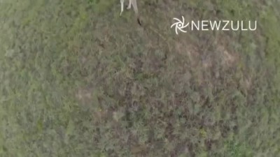 Кенгуру сбила беспилотник