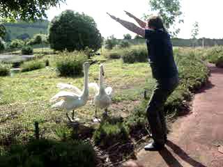 В хороших руках и гуси поют