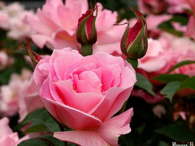 С Днём рождения!