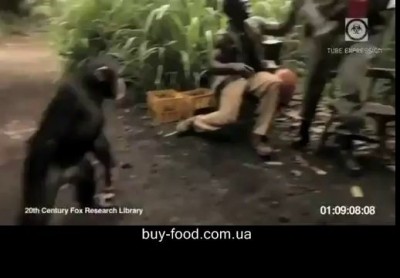 Обезьяна с автоматом