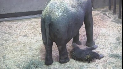 Слонёнок с мамой