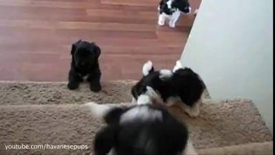 Щенки и лестница