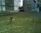 Собака и ворона