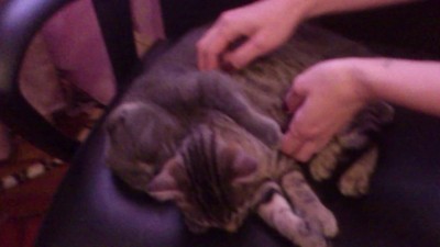 Милахи спят