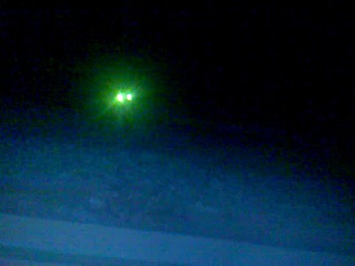 Кошка хотела попасть домой))))