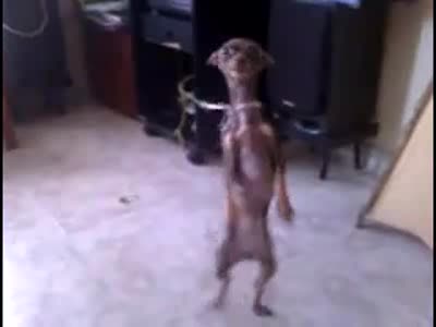 танцы собачьи