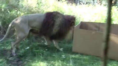 BIG CATS like boxes too!