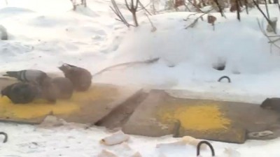 холодно и голодно