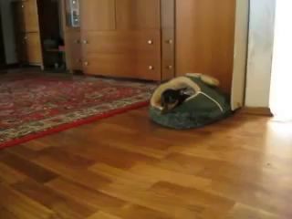 Той-терьер Ипкинс признаёт свою вину.