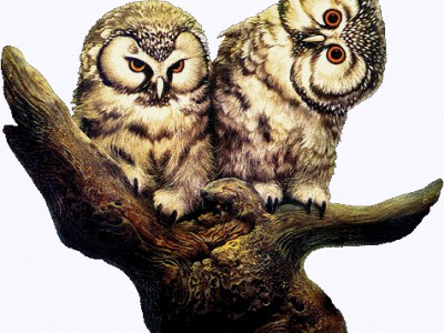 Noc i sowy-Ночь и совы