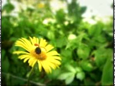 Minuscule - Божья коровка