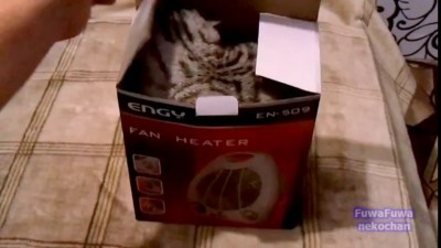 Самораспаковывающийся кот