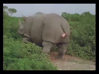 Эйс вентура и бегемот