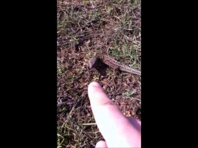 Нападение ящерицы