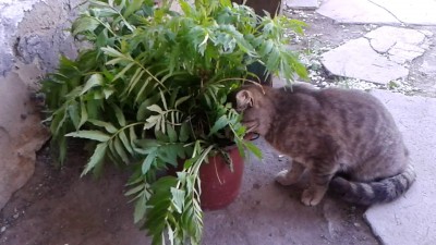 Какой котэчок??))