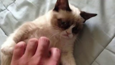 угрюмый котик