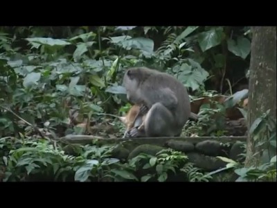 Котэ vs Обезьяна