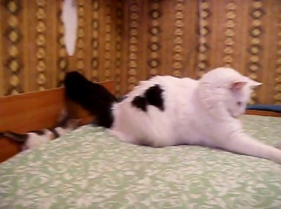 Маркиз и Дуняша