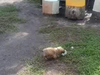 веселий малиш