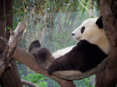 Восточный мотив !