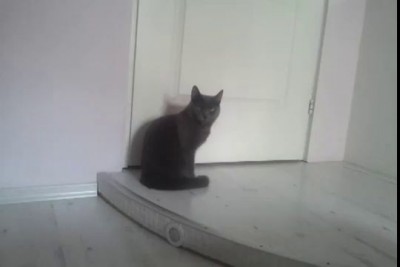 Вежливый Кот 2.mp4