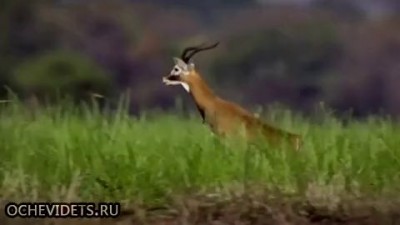 Никогда не сдавайся! 