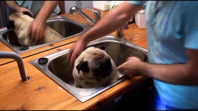 Мопса Купают в раковине!!!