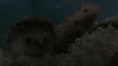 Ежик гроулит