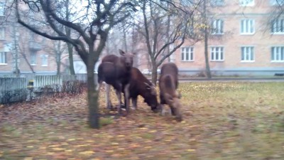 Лоси в Заречном