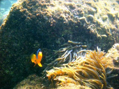 Фауна океана близ Фуджейра