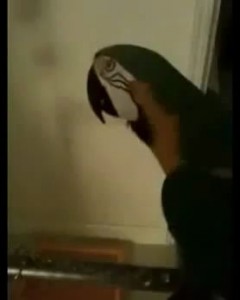 WTF Parrot