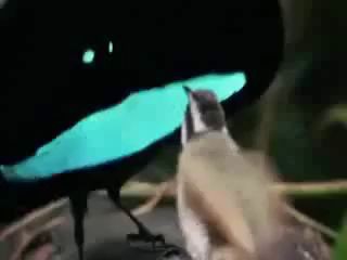 Птичьи танцы под DAB