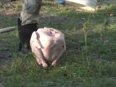 День благодарения для больших кошек