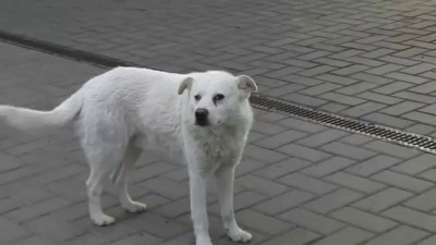 Очень дружелюбная собака на заправке